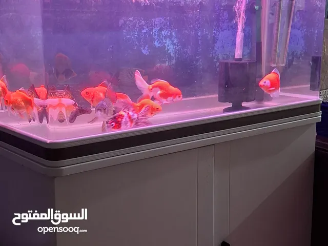حوض اسماك مع كانستر مع جميع الملحقات