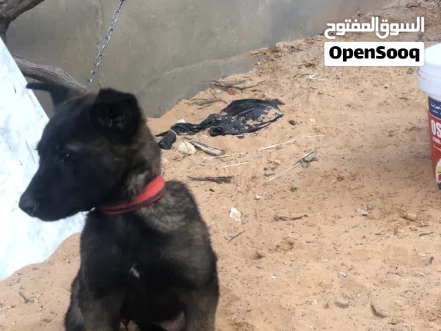 جرو مالينوا العمر شهرين