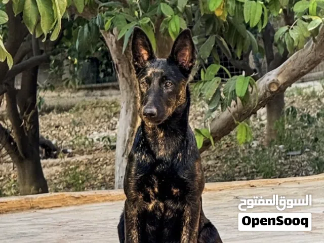 جراء الدوتش شيبرد dutch shepherd الراعي الهولندي نخب مستوى جدا عالي للحراسة الاهالي شرسة