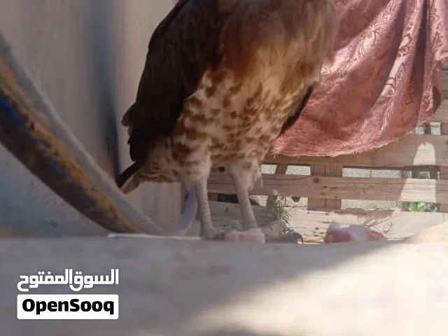 ساوم الشعر نقبل اي تبديل