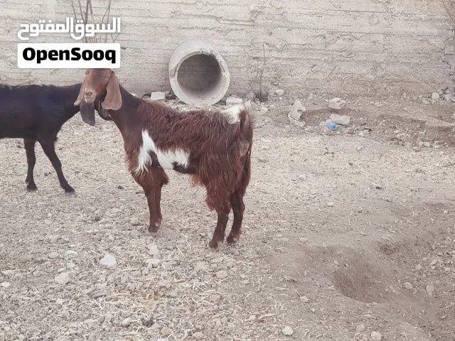 عنزة حليب للبيع