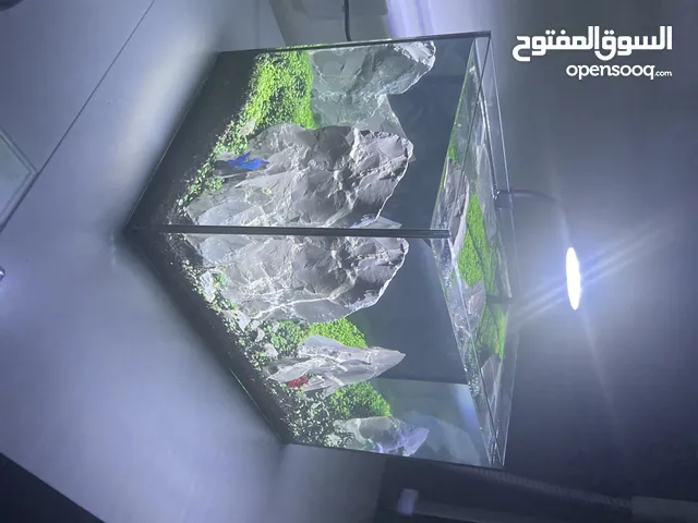 حوض سمك بتصميم احجار البركان مزروع بنباتات الكاربت
