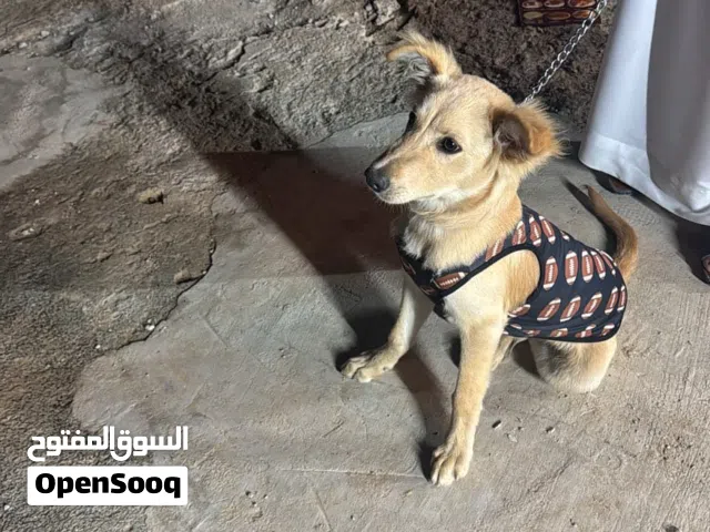 كلب لابرادور مهجن مع جولدن مدرب عمره 5 شهور ونص مع جواز او تبديل مع. كوقو 1