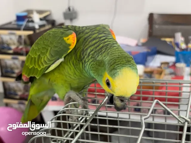 بلو فرنتد امازون