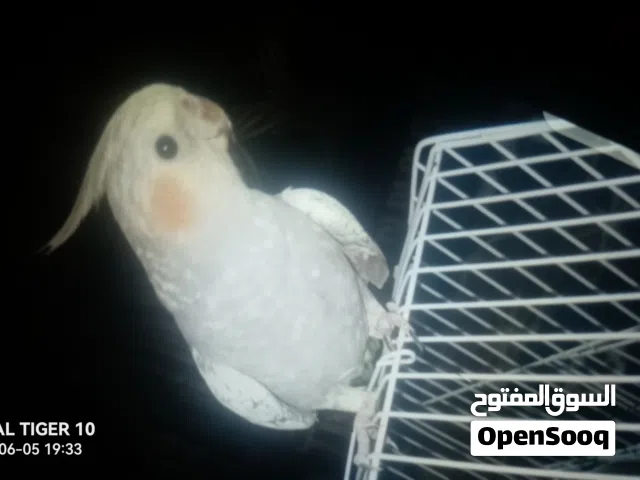 كوكتيل للبيع