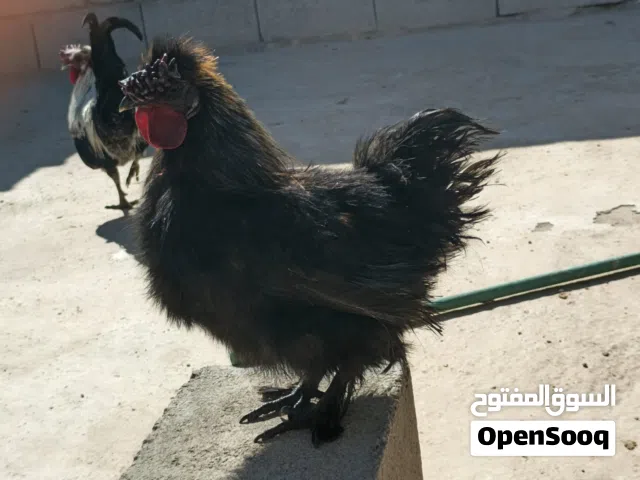 دجاج براهمه وسلكي وديك لمبركيني