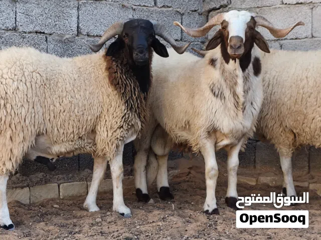 اضاحي للبيع