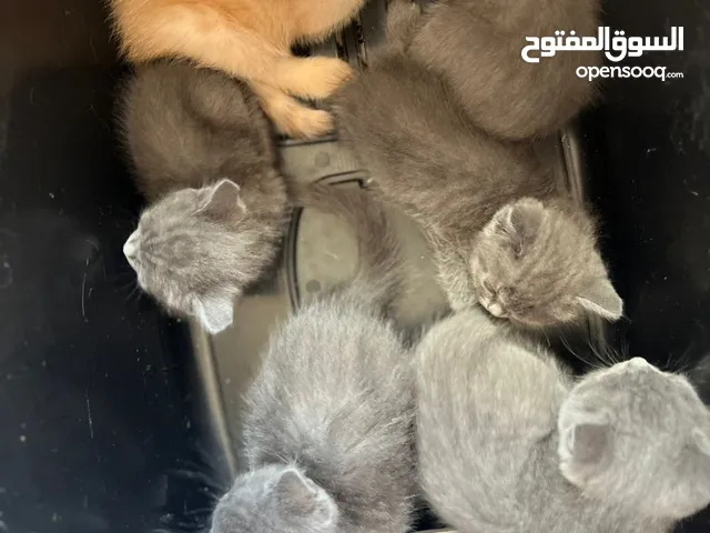 قطط شيرازي 6 قطط للبيع