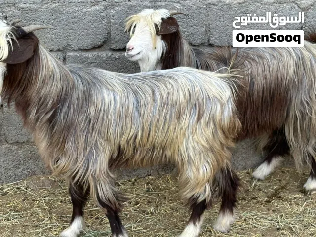 أغنام عمانيات جباليات جاهزات للذبح وللتربيه صغار ف العمر كل شي سليم