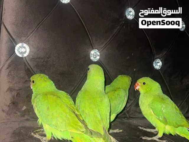 بغبغا دره اليفات