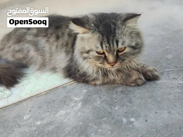 للتبني ذكر شنشيلا