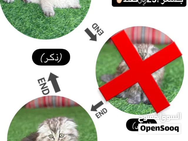 بيع قطط -مستعجل