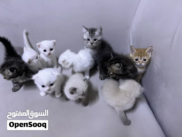 قطط للبيع ، مكس سكوتش وشيرازي