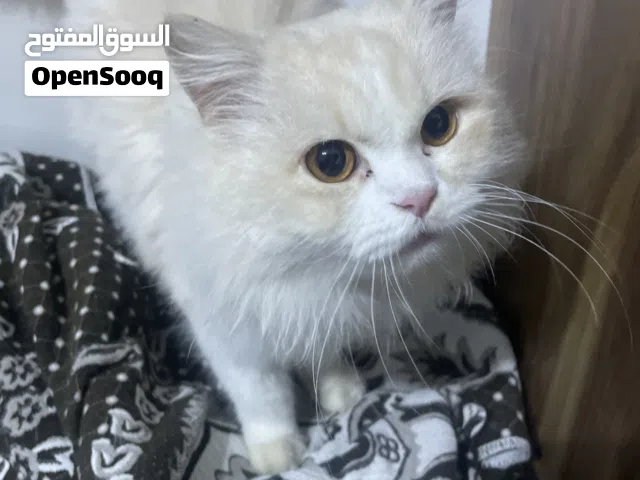 قطة اليفة للبيع