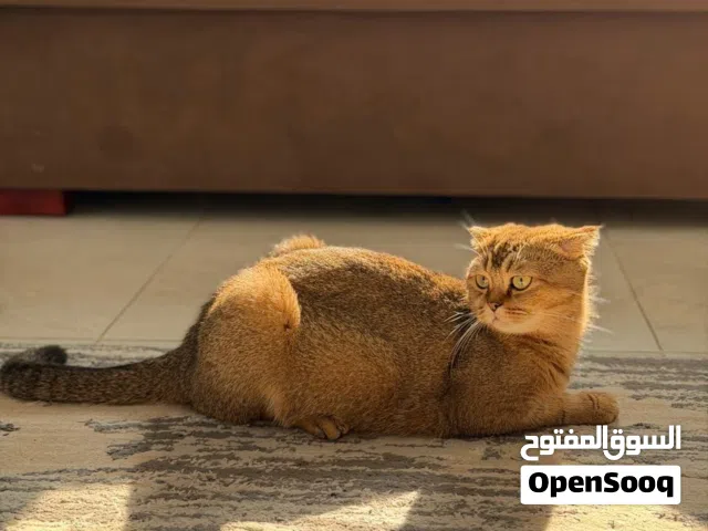 أنثى سكوتش فولد جولد للتبني Scottish Fold Gold Female  for adoption