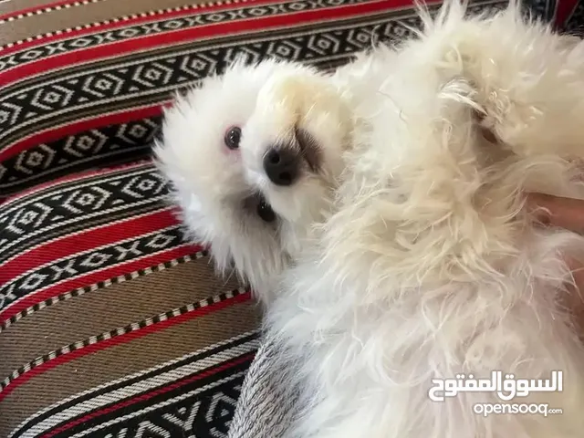 كلب للتبني ويستي عمره سنتين، تم فحصه من طبيب بيطري
