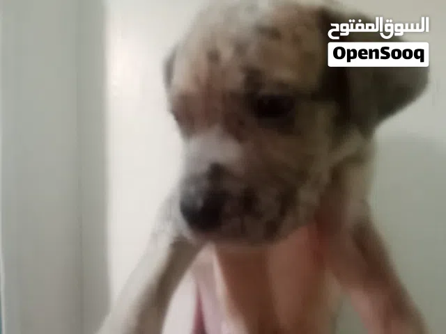 جرو دنوار جريت دان