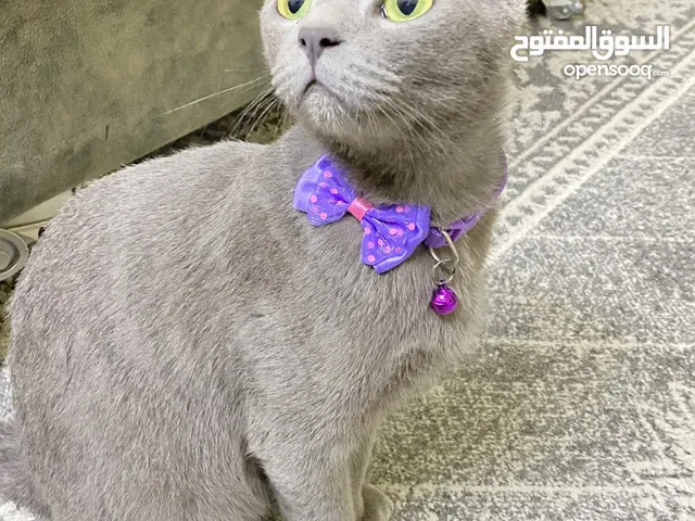 قطة سكوتش عمرها 8 شهورب90ريال