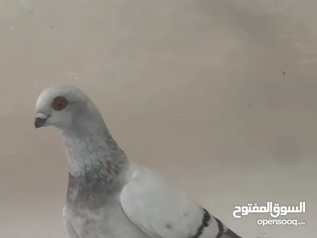 جوز حمام الذكر بواز و الانثى عبسيات