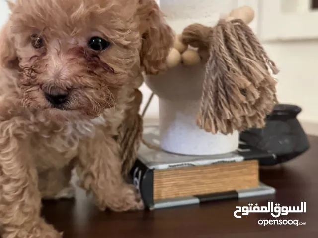 Toy Poodle For Sale