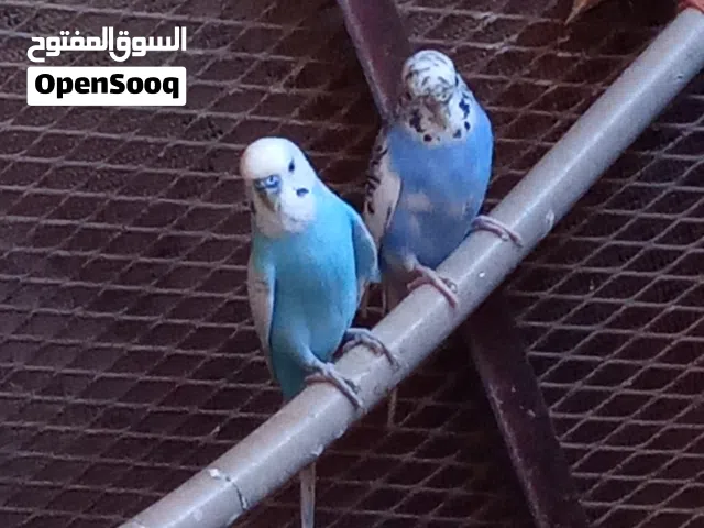 عصافير بيقلينو