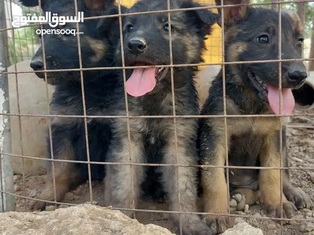 للبيع جراء جيرمن شيبرد – عمر شهرين عدد الجراء: 2 ذكور + 1 أنثى العمر: شهرين