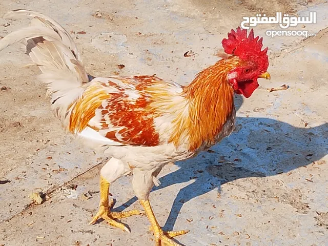 دجاج عرب مال بيت سعر الزوج على 30