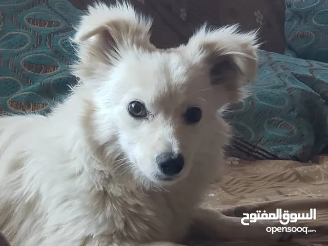 كلب مالتيز.   ابيض للبيع