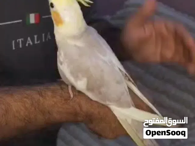 كوكتيل مشجر (بايد)اليف انتاج عراقي للبيع