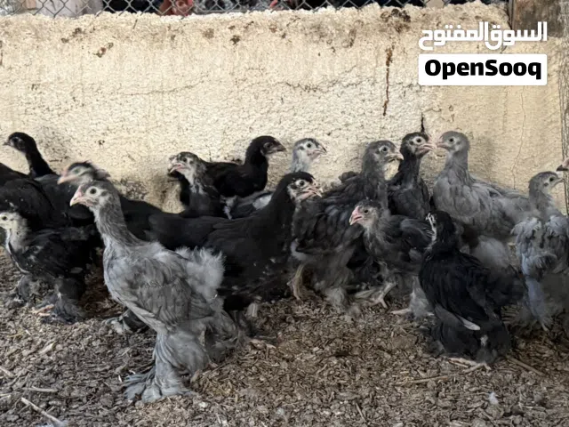 تخفيض وعرض على دواجن البراهما – انتاج محلي والأصل مستورد ومحصّن يبدأ من 3 ريالات فقط!