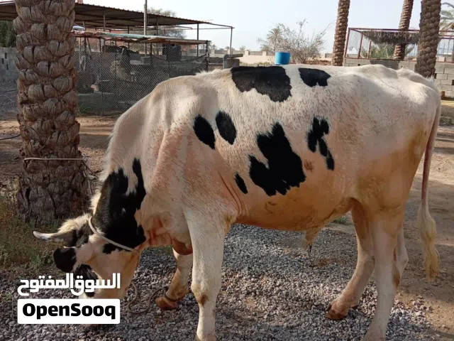 ثيران هولندي