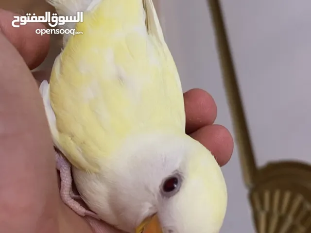 للبيع فرخ روز لون مميز اليف