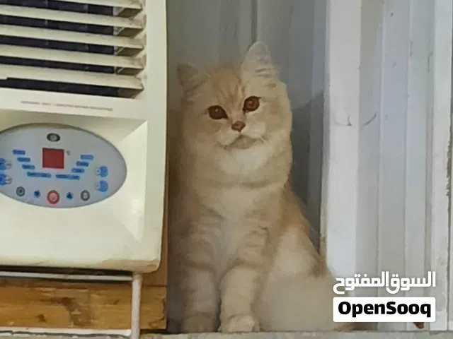 kittens and cat for adoption, قطط للتبني