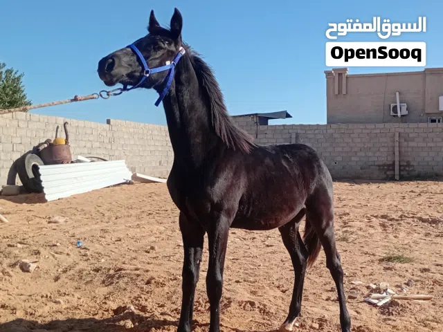 فلو اربد 87العمر 9اشهر كوتيب موجود