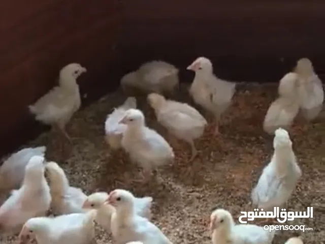 افراخ مصلحه ماخذات جميع لقاحات العمر شهر