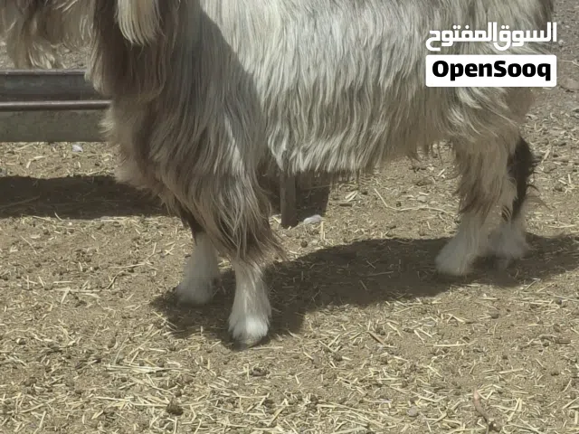شاه عاقر سمينه