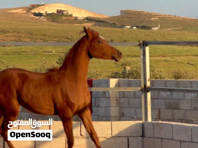 مهر عربي غير مسجل