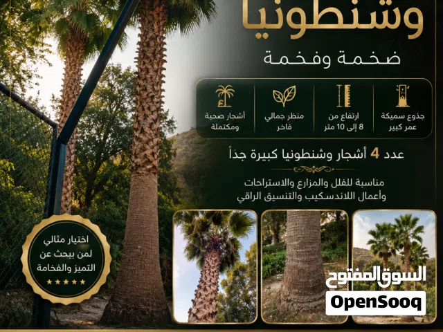 4 شجرات وشنطونيا للبيع – طول كبير وشكل فاخر