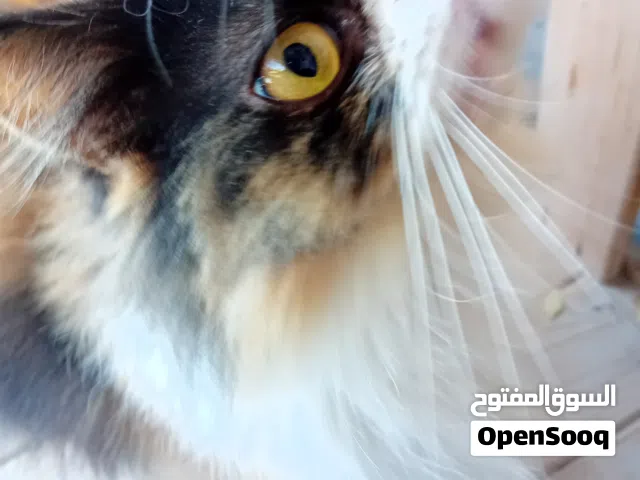 friendly cat and beautiful