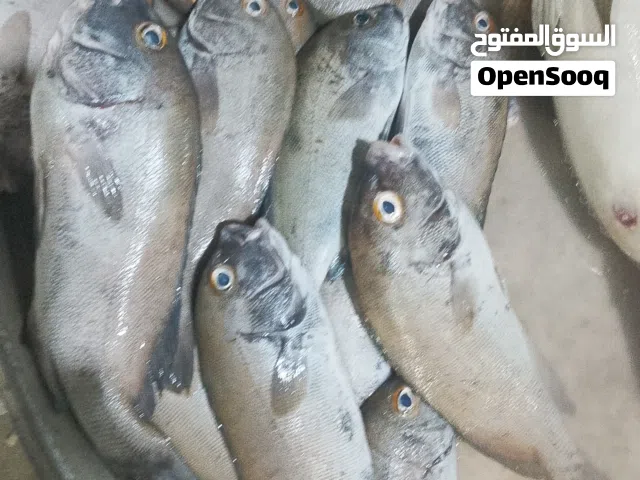 سمك هامور سمك صافي سمك جنم
