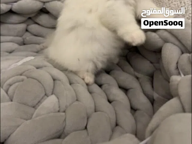 كتن للبيع شيرازي بيور