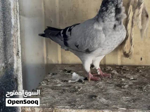 للبيع حمام بومه الايطاليه