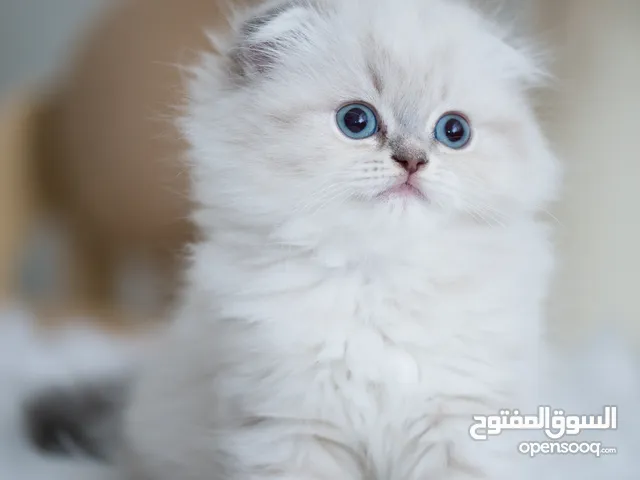Scottish fold and British shorthair kittens cats Absolu - British Classic - Golden Chinchilla