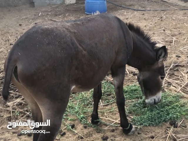 حمار هادي للبيع