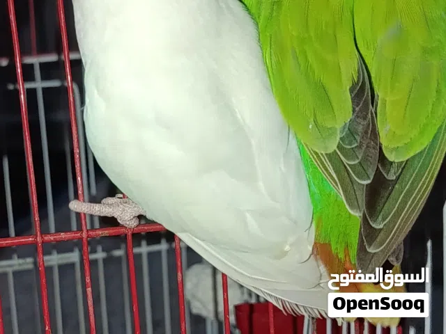 كوبيه روز للبيع