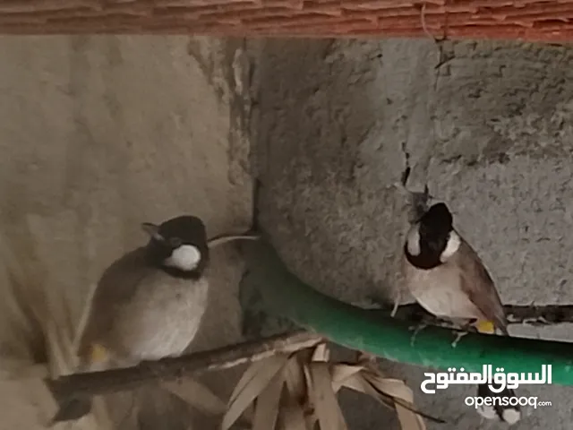 بلبل للبيع