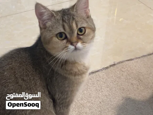 قطه سكوتش ستريت للبيع