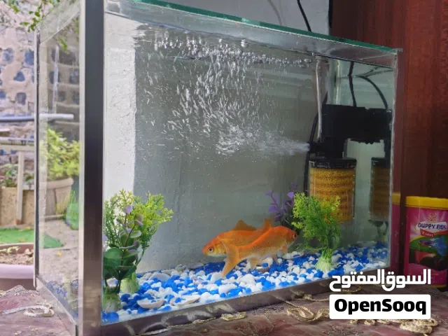حووض أسماك