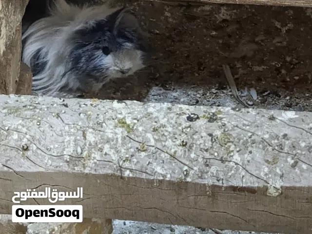 ارنب غيني زوج مزاويج