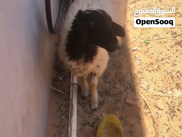 السلام عليكم خروف بيع عمر من شهرين لي 3ولا 4خروف ربي يبارك ميشكي من شي يكل في شعير واميه